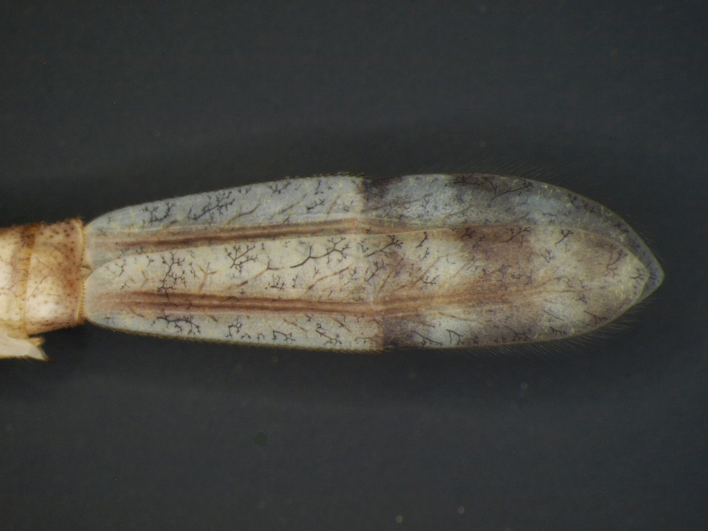 Erythromma najas
